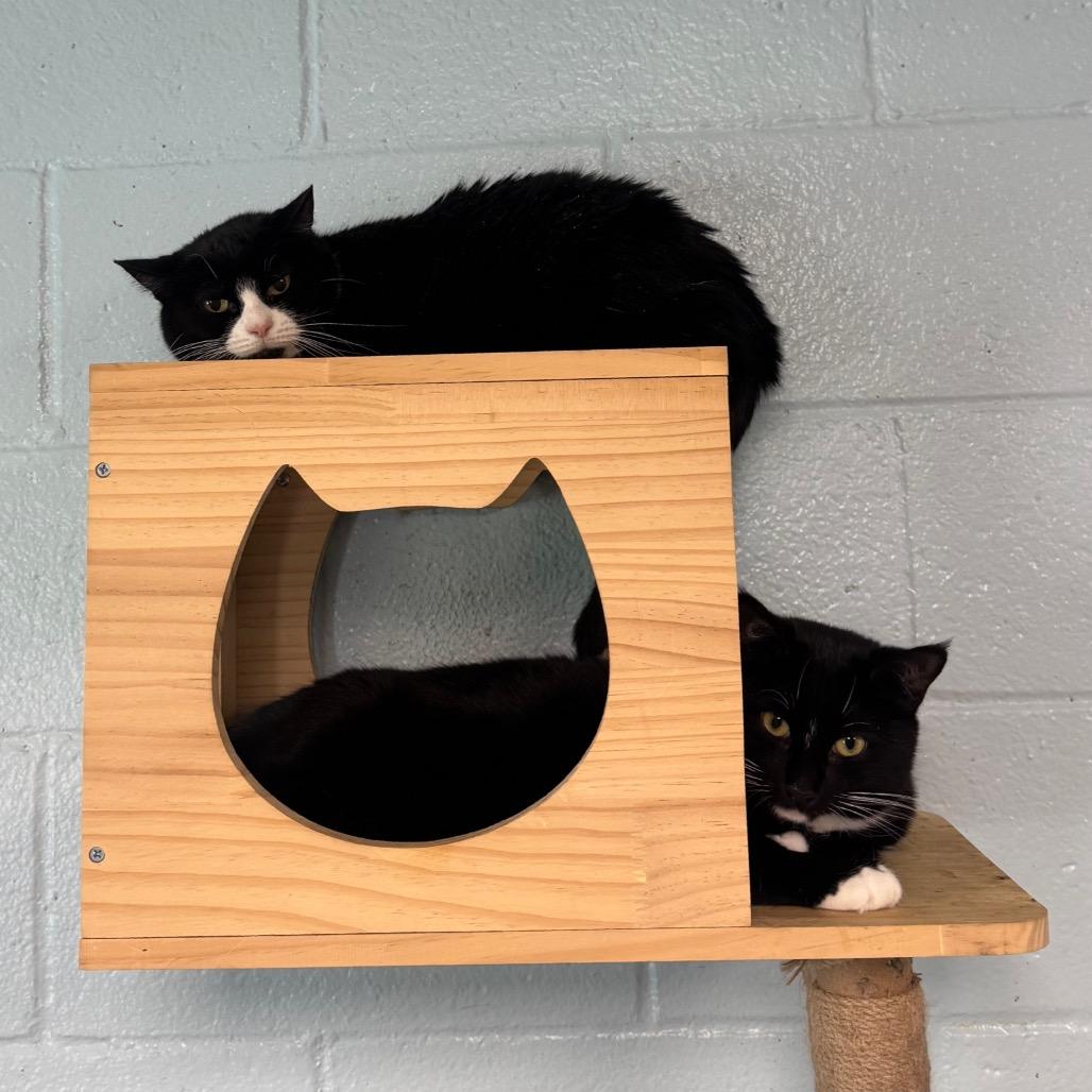 Enlarge Piper, a Adoptable Domestic Short Hair in Easton, PA image 2/6