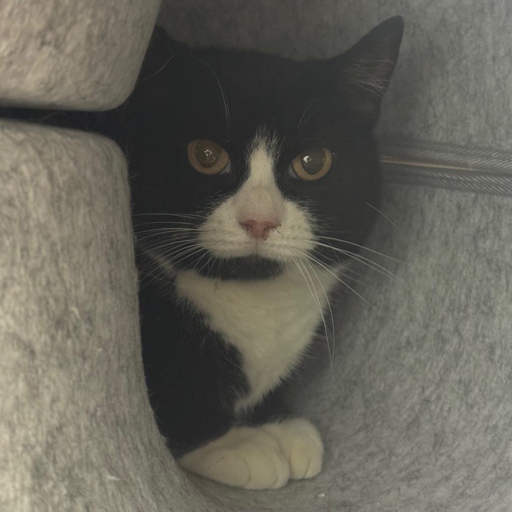 Enlarge Piper, a Adoptable Domestic Short Hair in Easton, PA image 3/6
