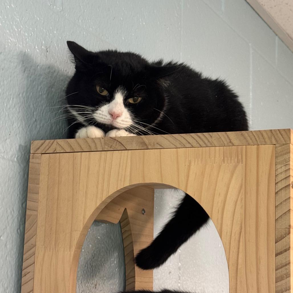 Enlarge Piper, a Adoptable Domestic Short Hair in Easton, PA image 4/6