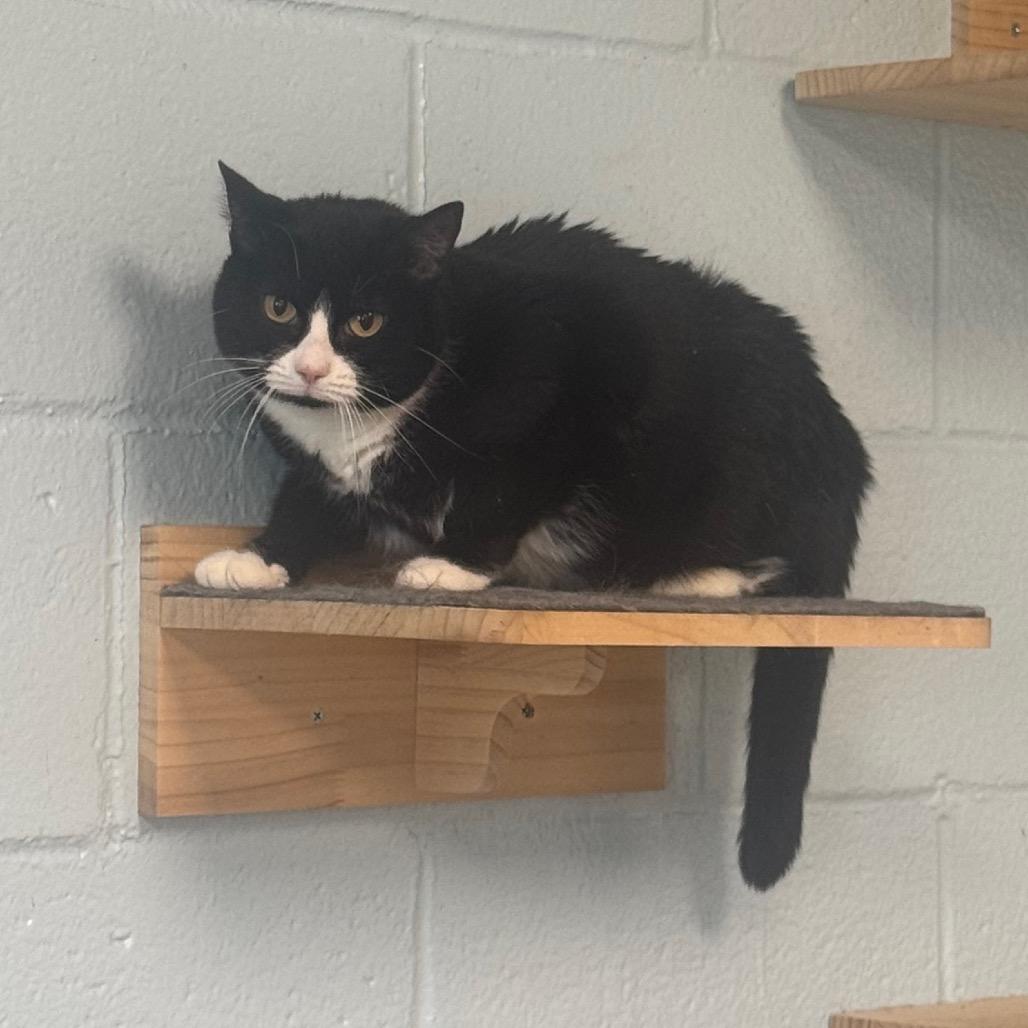 Enlarge Piper, a Adoptable Domestic Short Hair in Easton, PA image 5/6