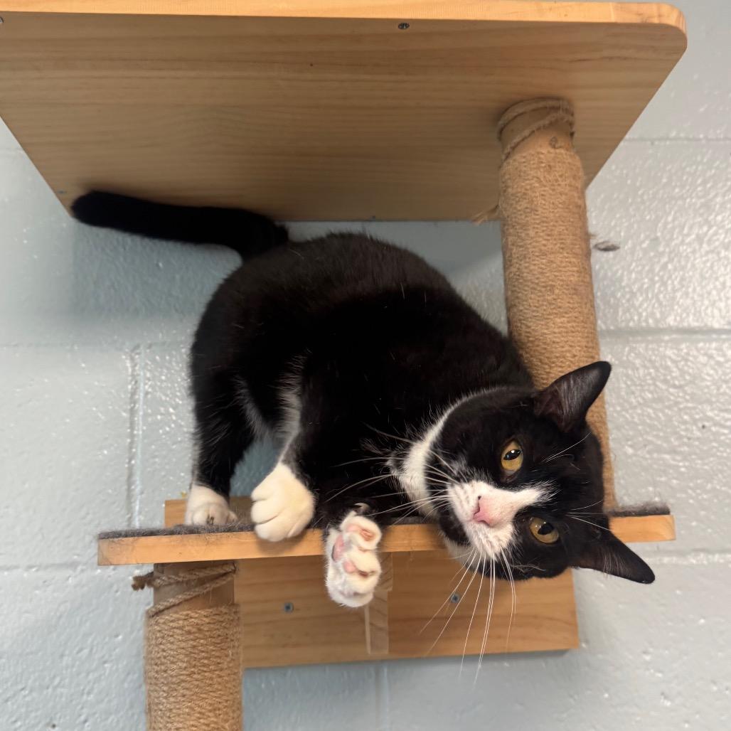 Enlarge Piper, a Adoptable Domestic Short Hair in Easton, PA image 6/6
