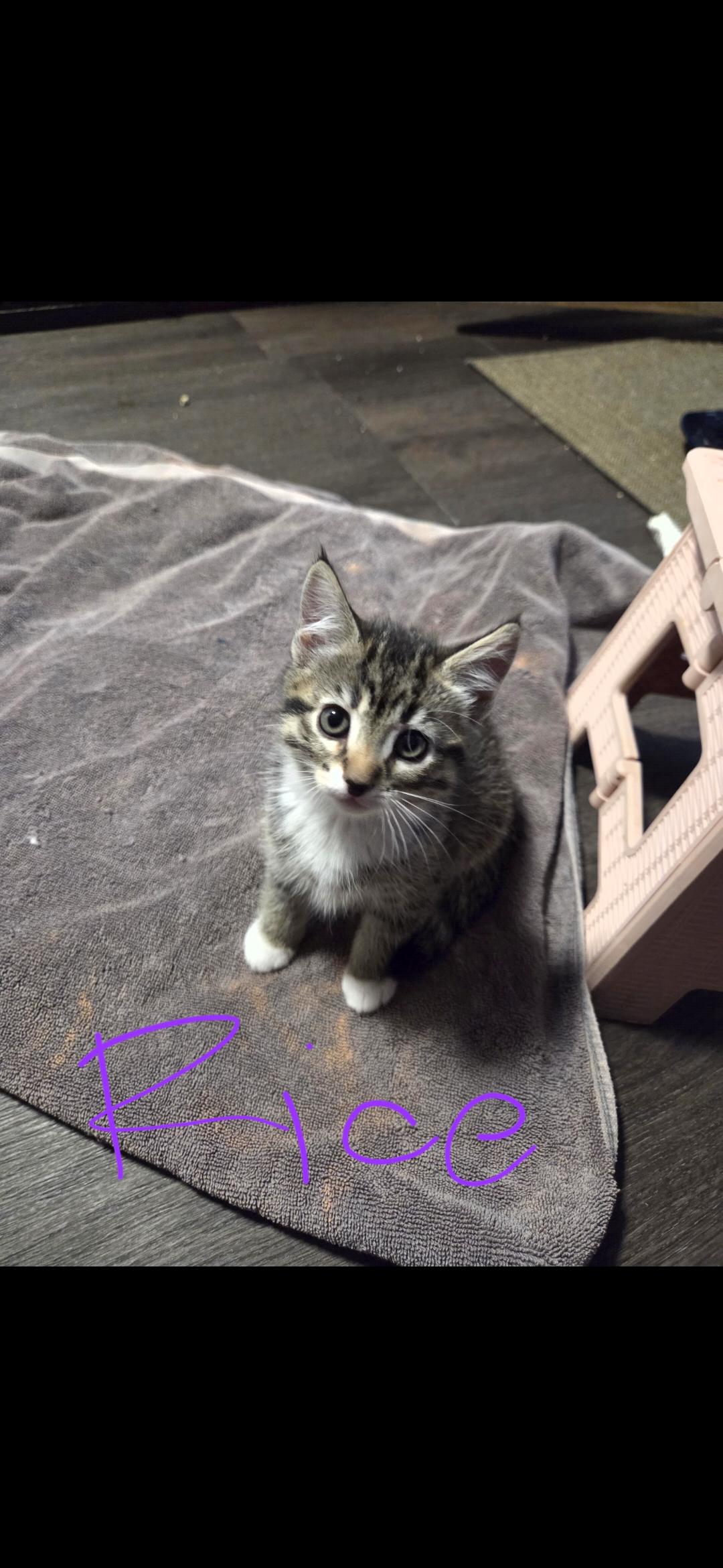 Enlarge Rice, a Adoptable Domestic Short Hair in Newberg, OR image 1/1