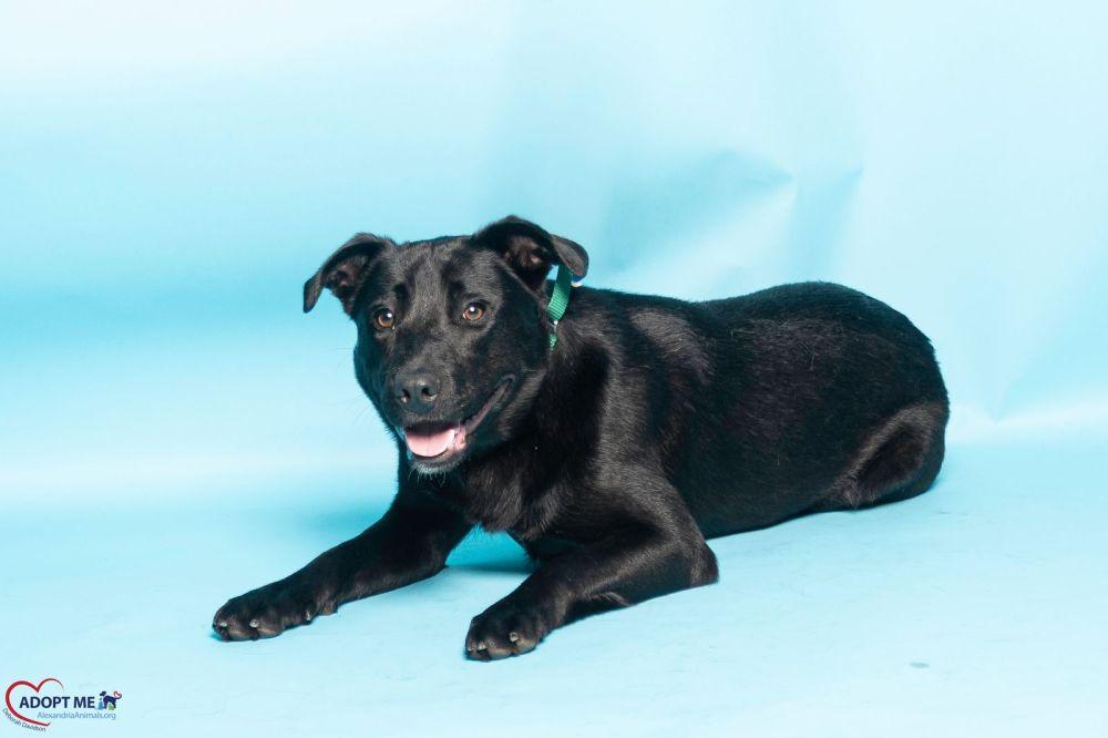 Brutus, Adoptable, Adult Male Mixed Breed.