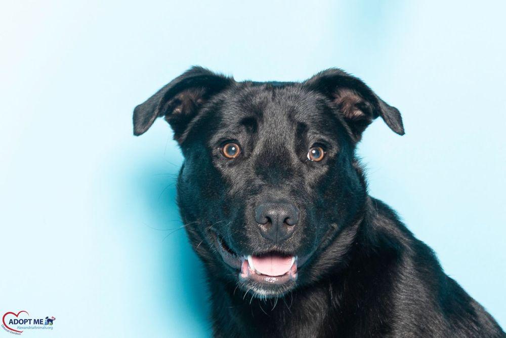 Brutus, a Adoptable Mixed Breed in Alexandria, VA image 2/3