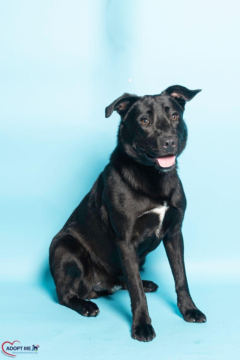 Brutus, a Adoptable Mixed Breed in Alexandria, VA image 3/3