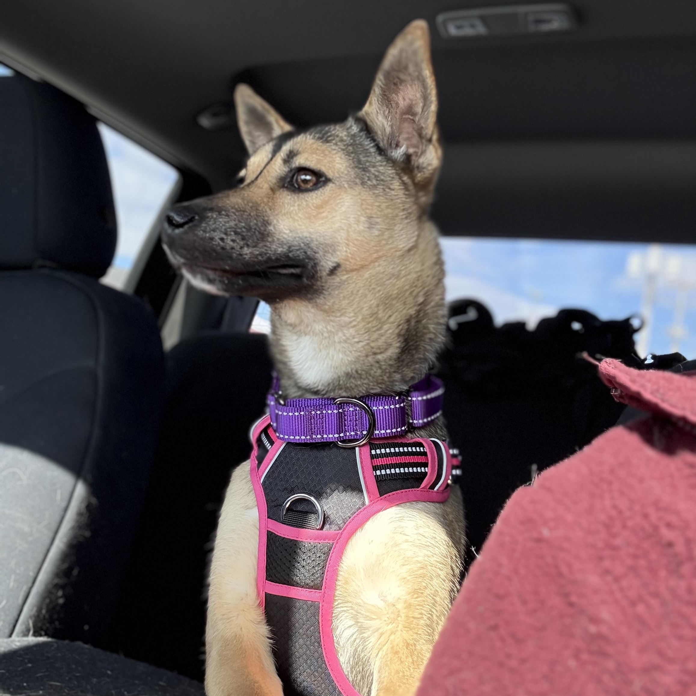 Enlarge Phoenix, a ADOPTABLE mixed breed in Grand Blanc, MI image 3/3