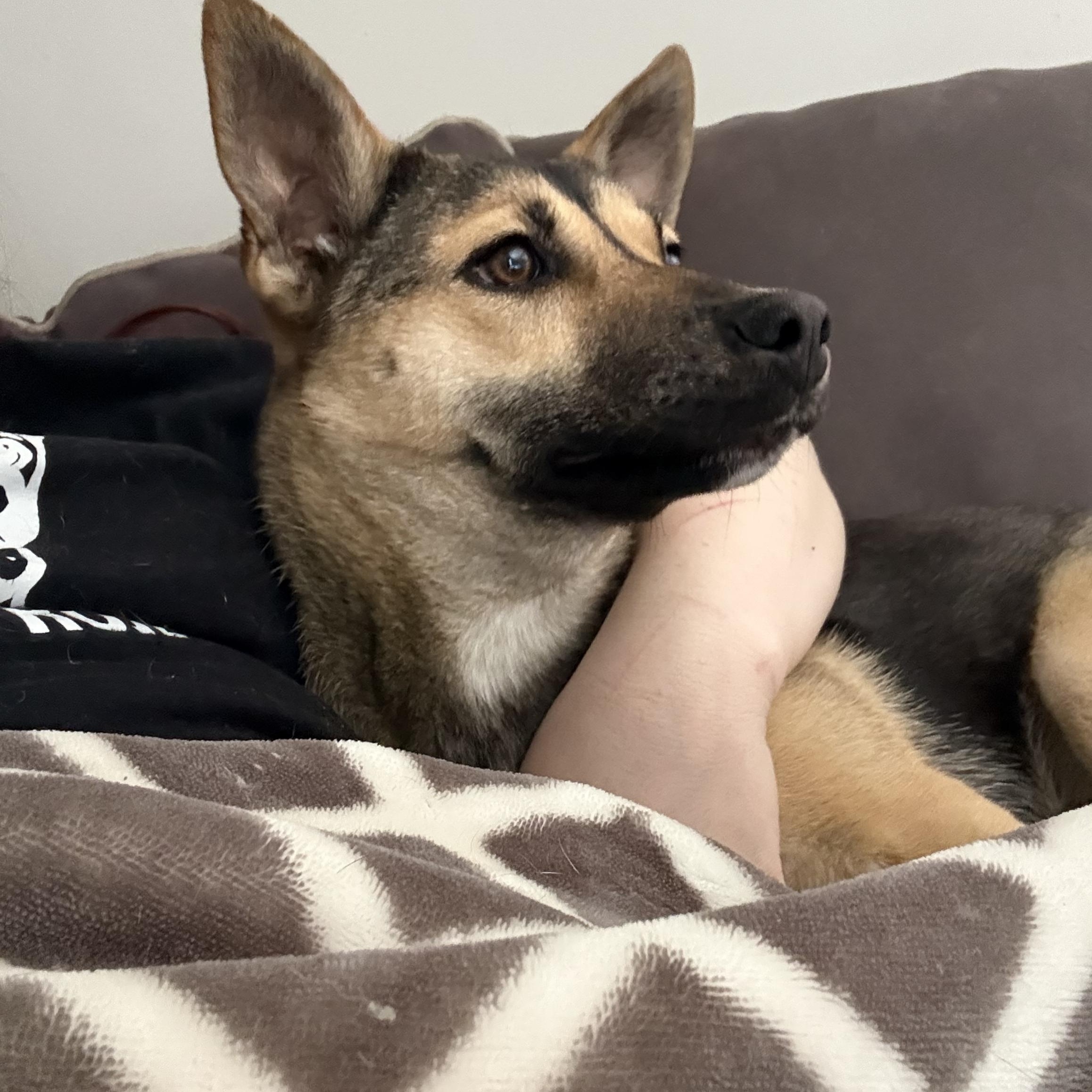 Enlarge Phoenix, a ADOPTABLE mixed breed in Grand Blanc, MI image 2/3