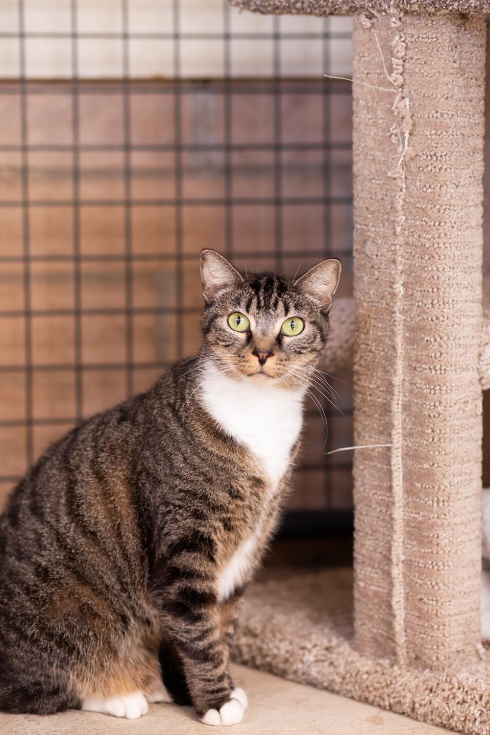 Ahsoka, a Adoptable Domestic Short Hair in Marana, AZ image 2/6