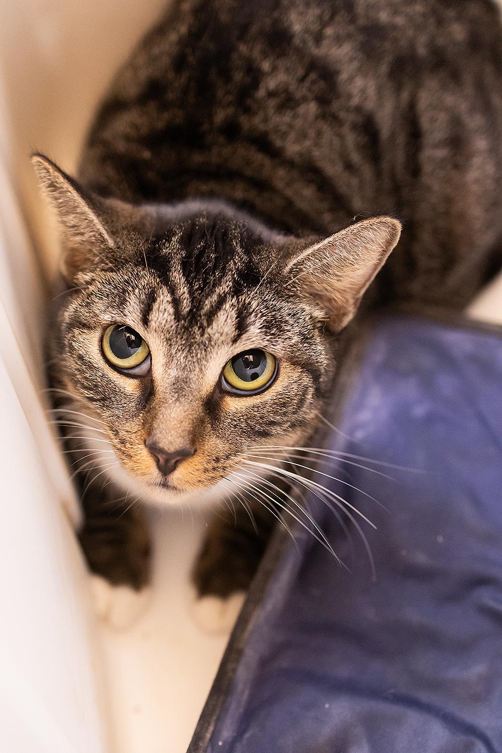 Ahsoka, a Adoptable Domestic Short Hair in Marana, AZ image 6/6