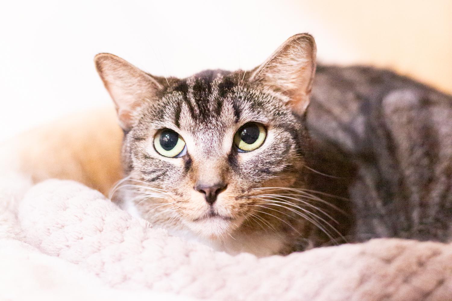 Ahsoka, Adoptable, Adult Female Domestic Short Hair.