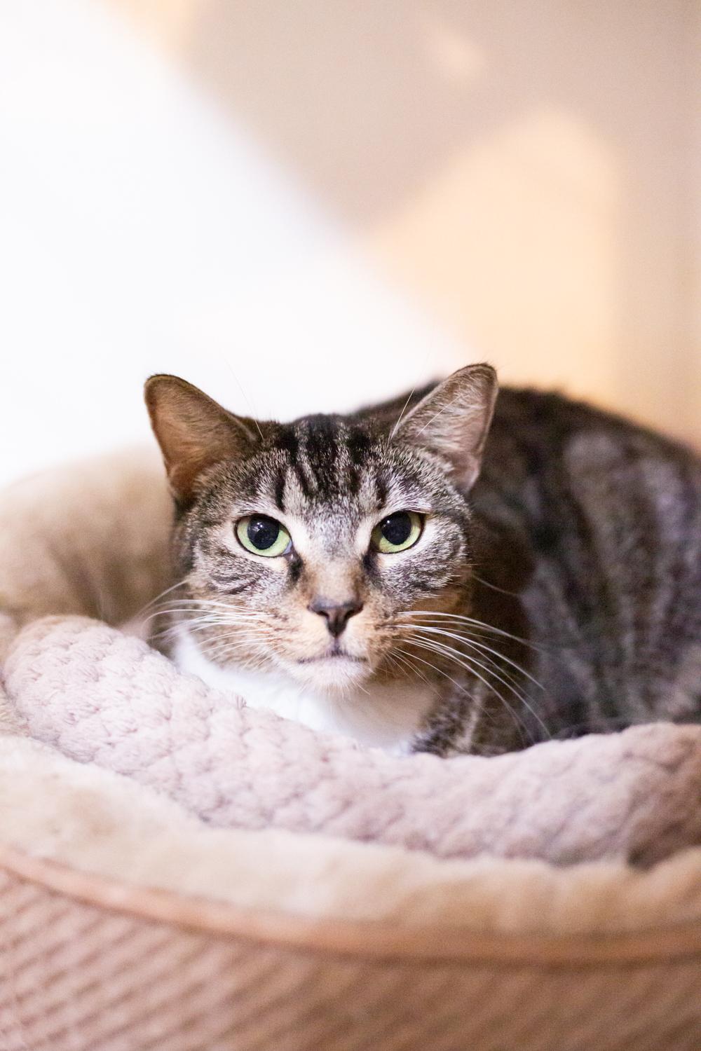 Ahsoka, a Adoptable Domestic Short Hair in Marana, AZ image 5/6