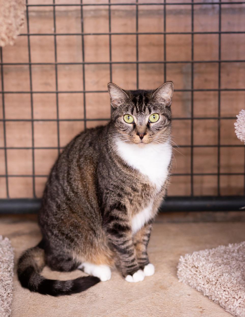 Ahsoka, Adoptable, Adult Female Domestic Short Hair.