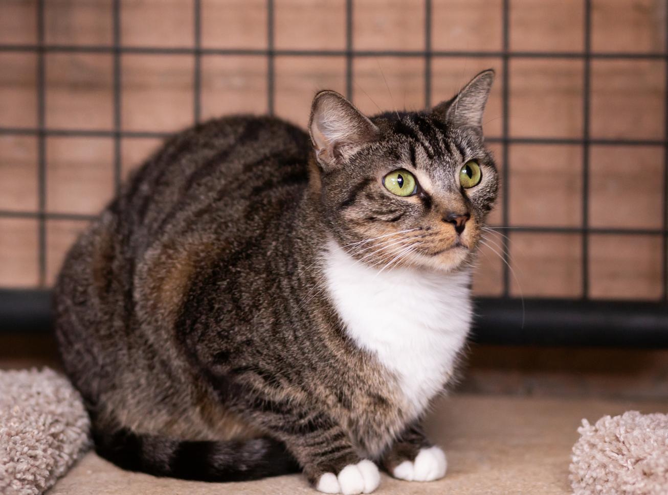 Ahsoka, a Adoptable Domestic Short Hair in Marana, AZ image 3/6