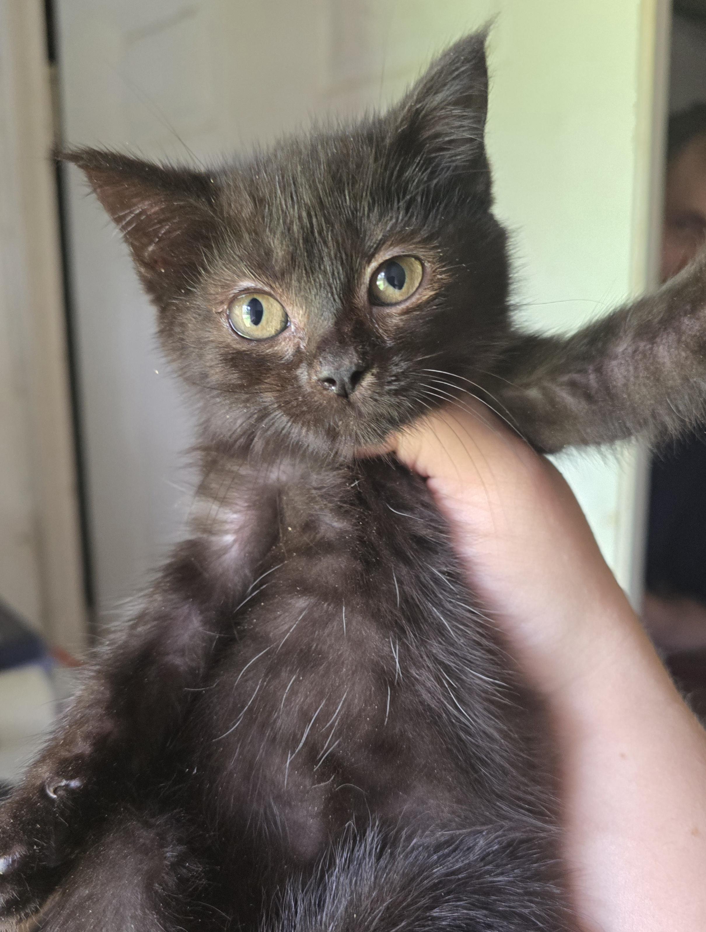 Enlarge Sweet little Blackberry, a ADOPTABLE Domestic Short Hair in Elizabeth, PA image 2/5
