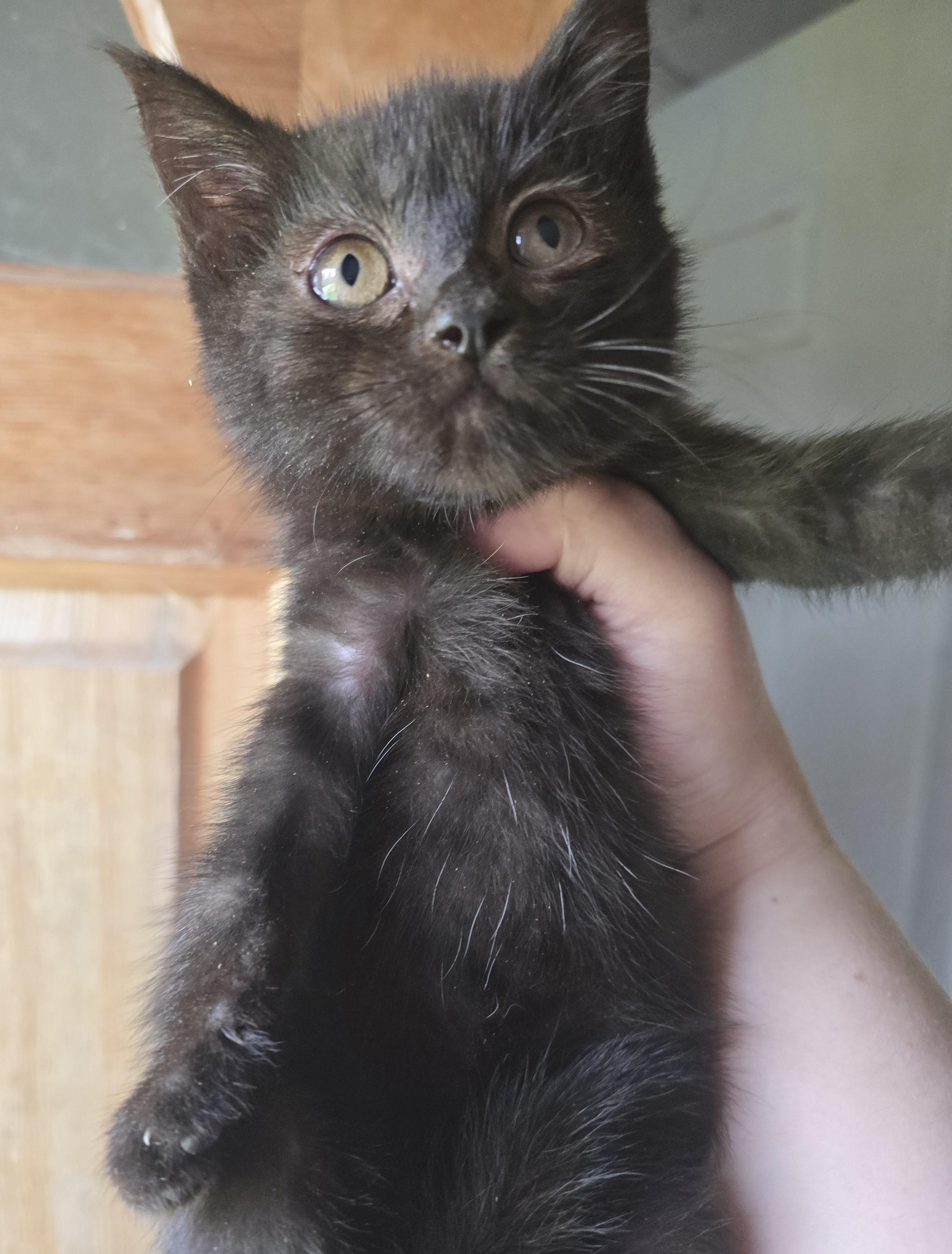 Enlarge Sweet little Blackberry, a ADOPTABLE Domestic Short Hair in Elizabeth, PA image 4/5