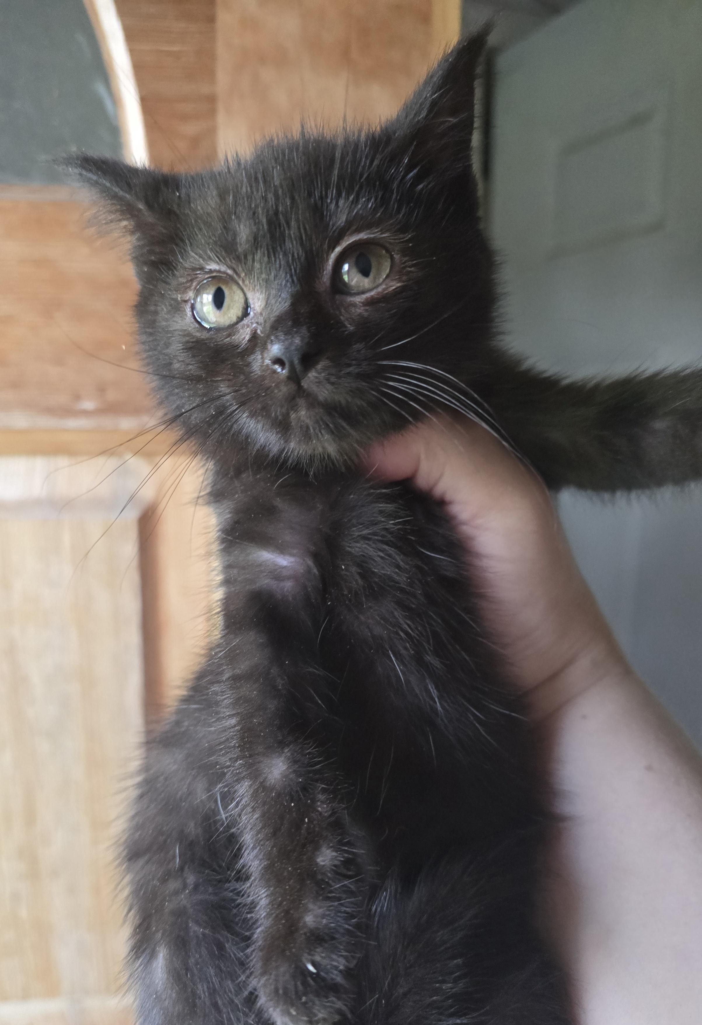 Enlarge Sweet little Blackberry, a ADOPTABLE Domestic Short Hair in Elizabeth, PA image 5/5