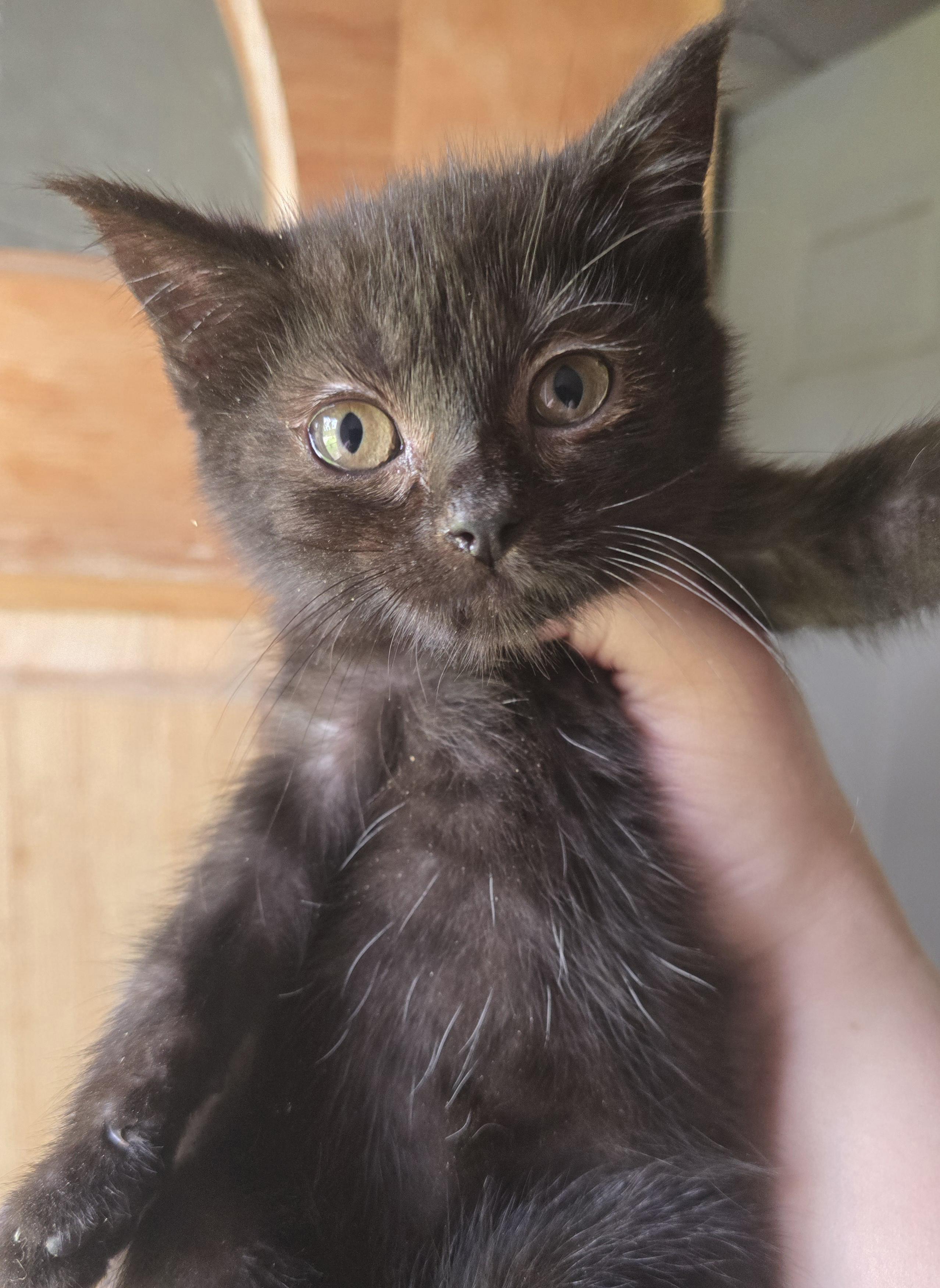 Sweet little Blackberry, ADOPTABLE, Kitten Female Domestic Short Hair.