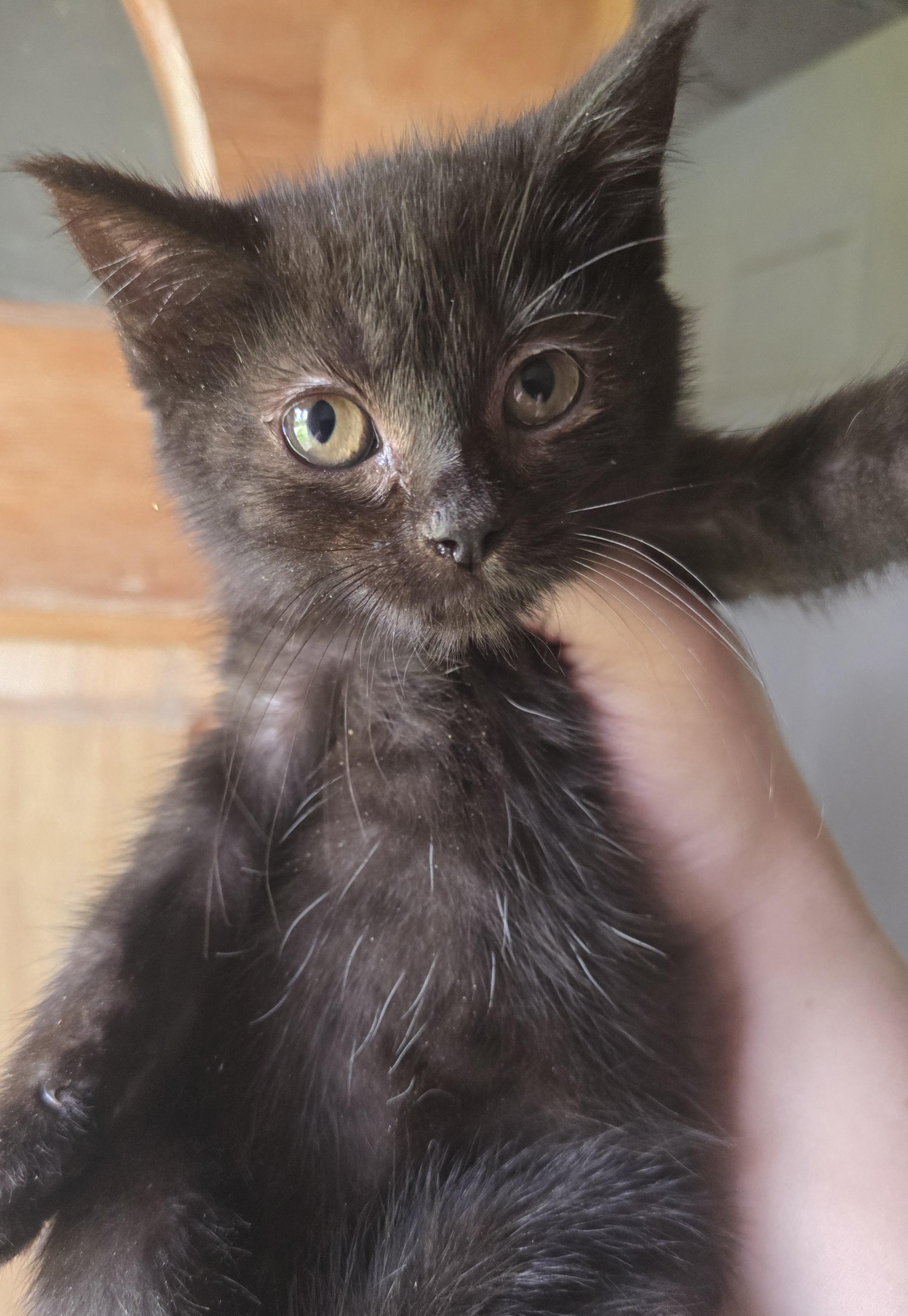 Enlarge Sweet little Blackberry, a ADOPTABLE Domestic Short Hair in Elizabeth, PA image 3/5
