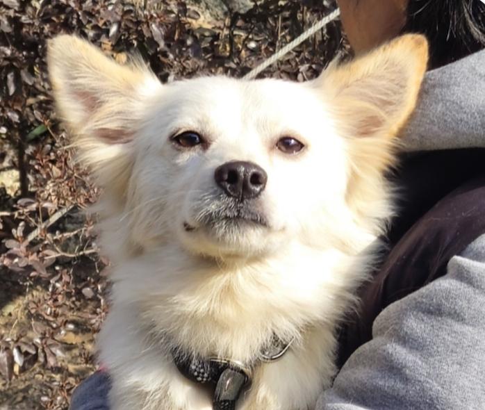 Enlarge Jaein, a ADOPTABLE mixed breed in San Francisco, CA image 1/1