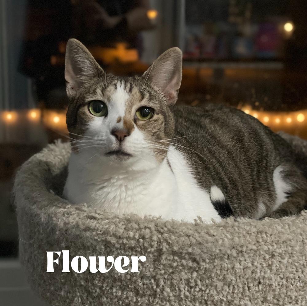 Enlarge Flower (Sara Smiles), a Adoptable mixed breed in Orlando, FL image 1/6