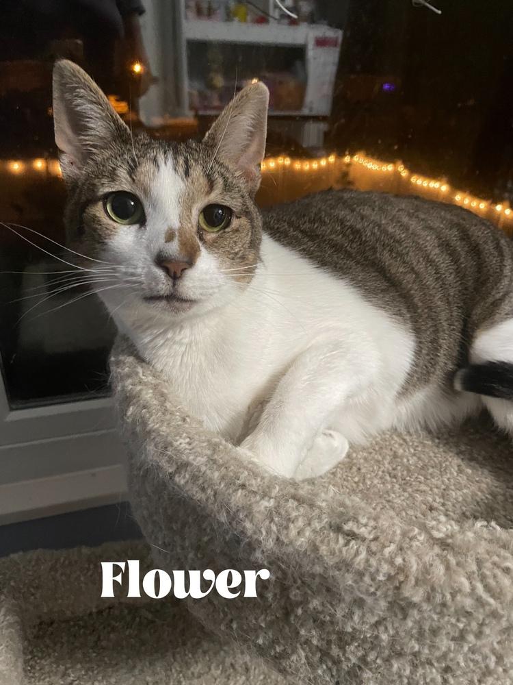 Flower (Sara Smiles) — thumbnail 3