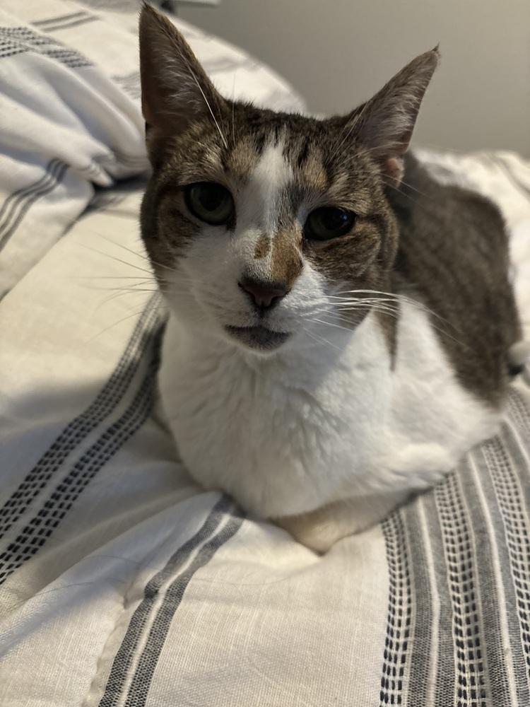 Enlarge Flower (Sara Smiles), a Adoptable mixed breed in Orlando, FL image 4/6