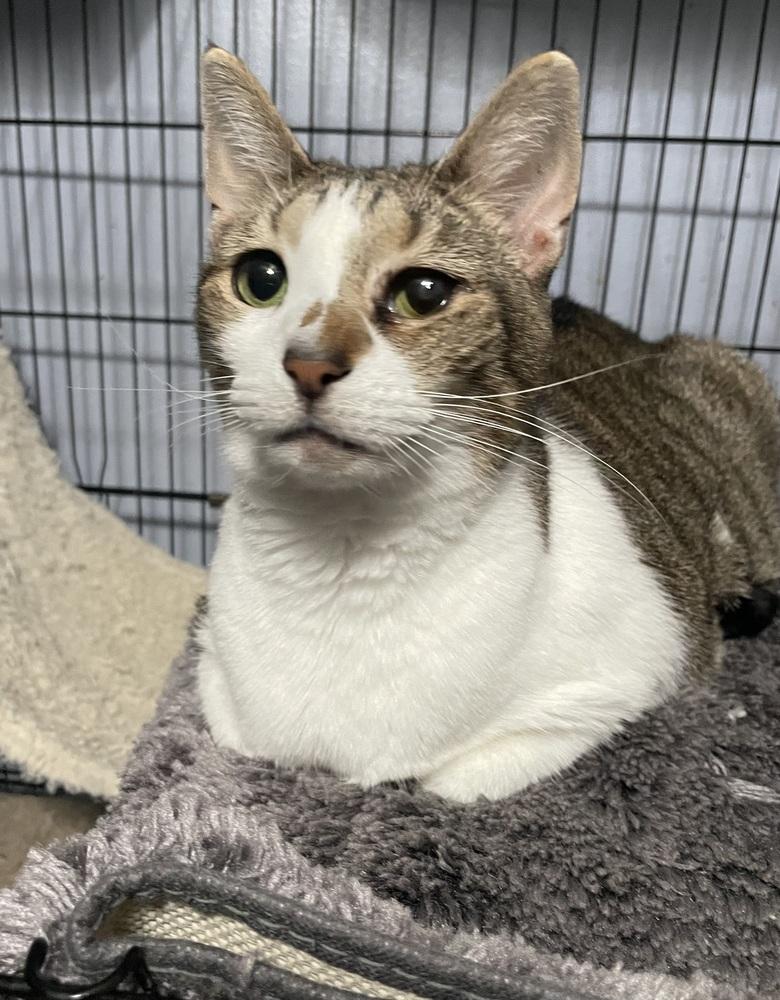 Enlarge Flower (Sara Smiles), a Adoptable mixed breed in Orlando, FL image 5/6