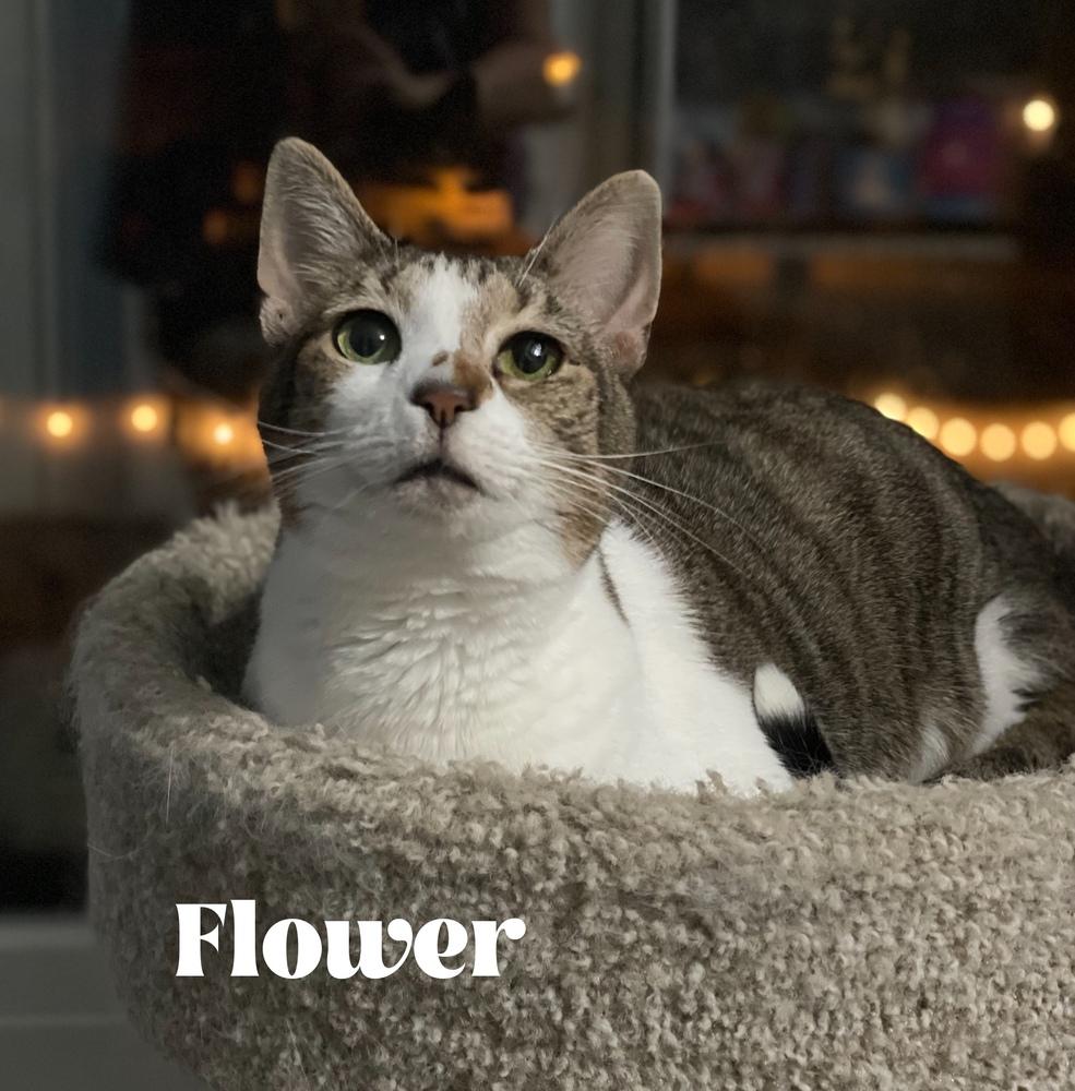 Flower (Sara Smiles) — thumbnail 6