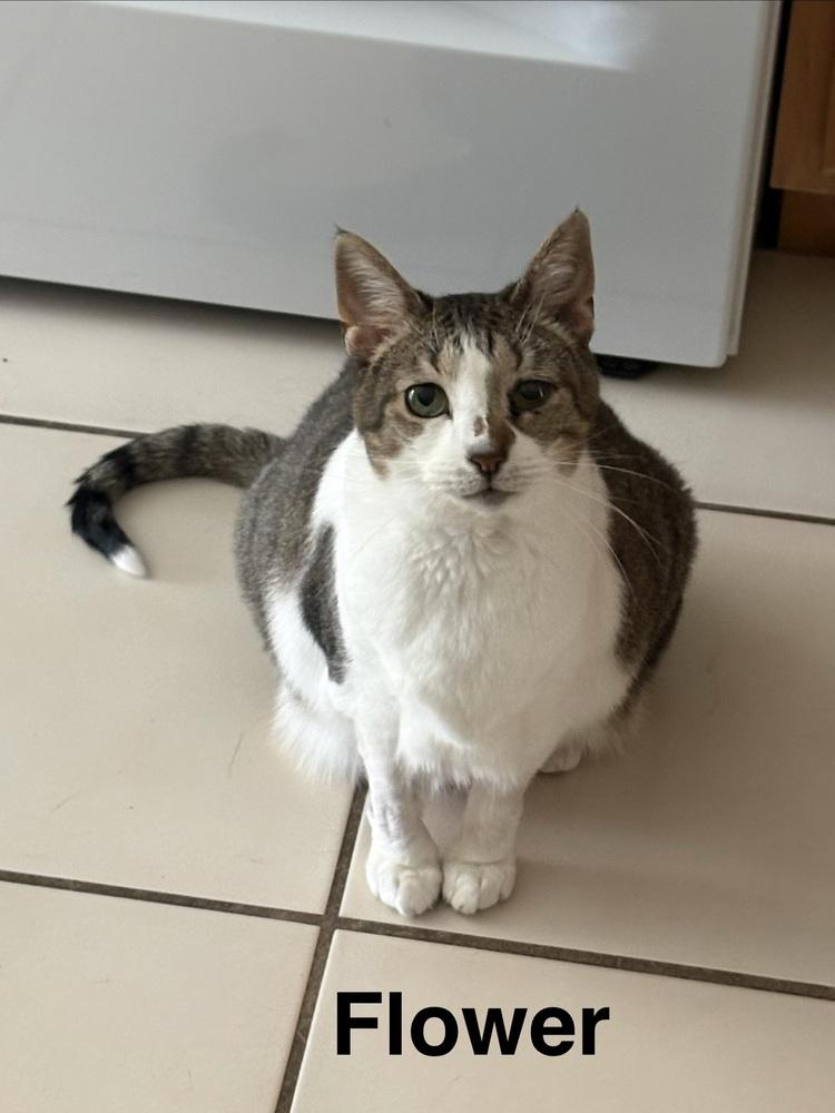 Enlarge Flower (Sara Smiles), a Adoptable mixed breed in Orlando, FL image 6/6