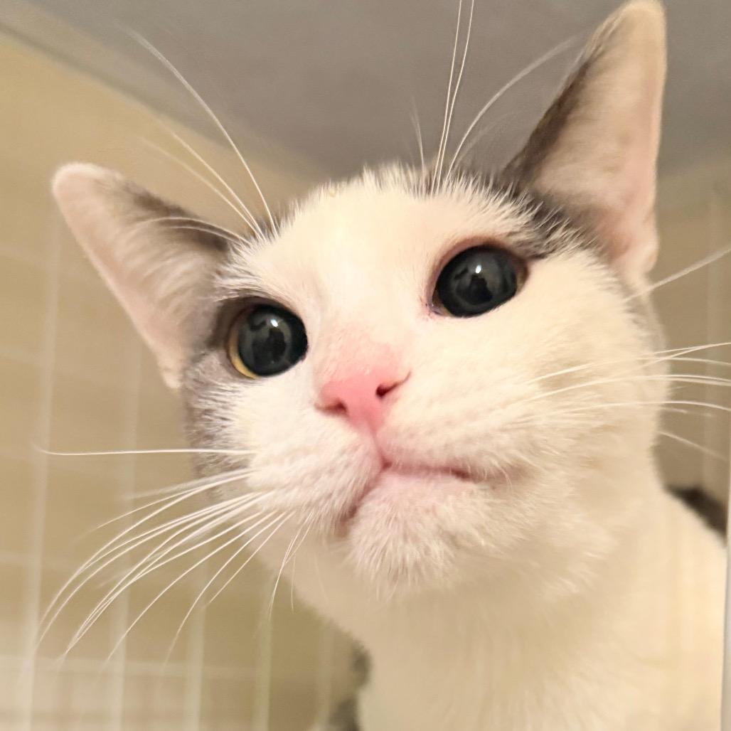 Enlarge Mr. Golly, a ADOPTABLE Domestic Short Hair in Richmond, KY image 2/6