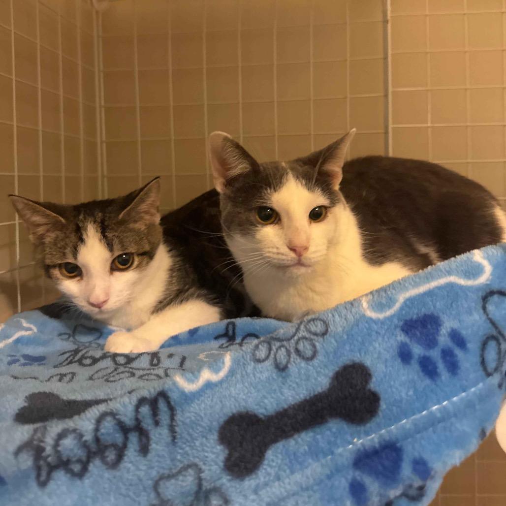 Enlarge Mr. Golly, a ADOPTABLE Domestic Short Hair in Richmond, KY image 5/6