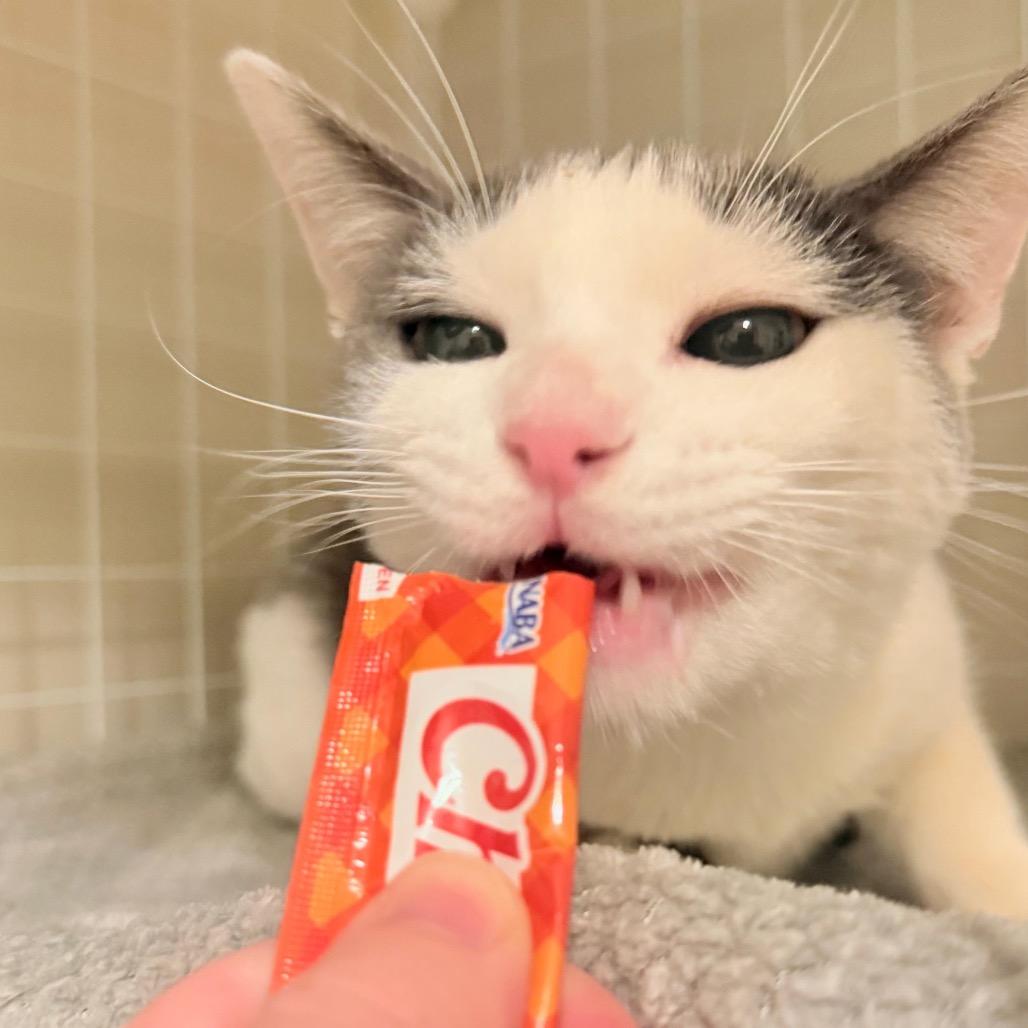 Enlarge Mr. Golly, a ADOPTABLE Domestic Short Hair in Richmond, KY image 3/6