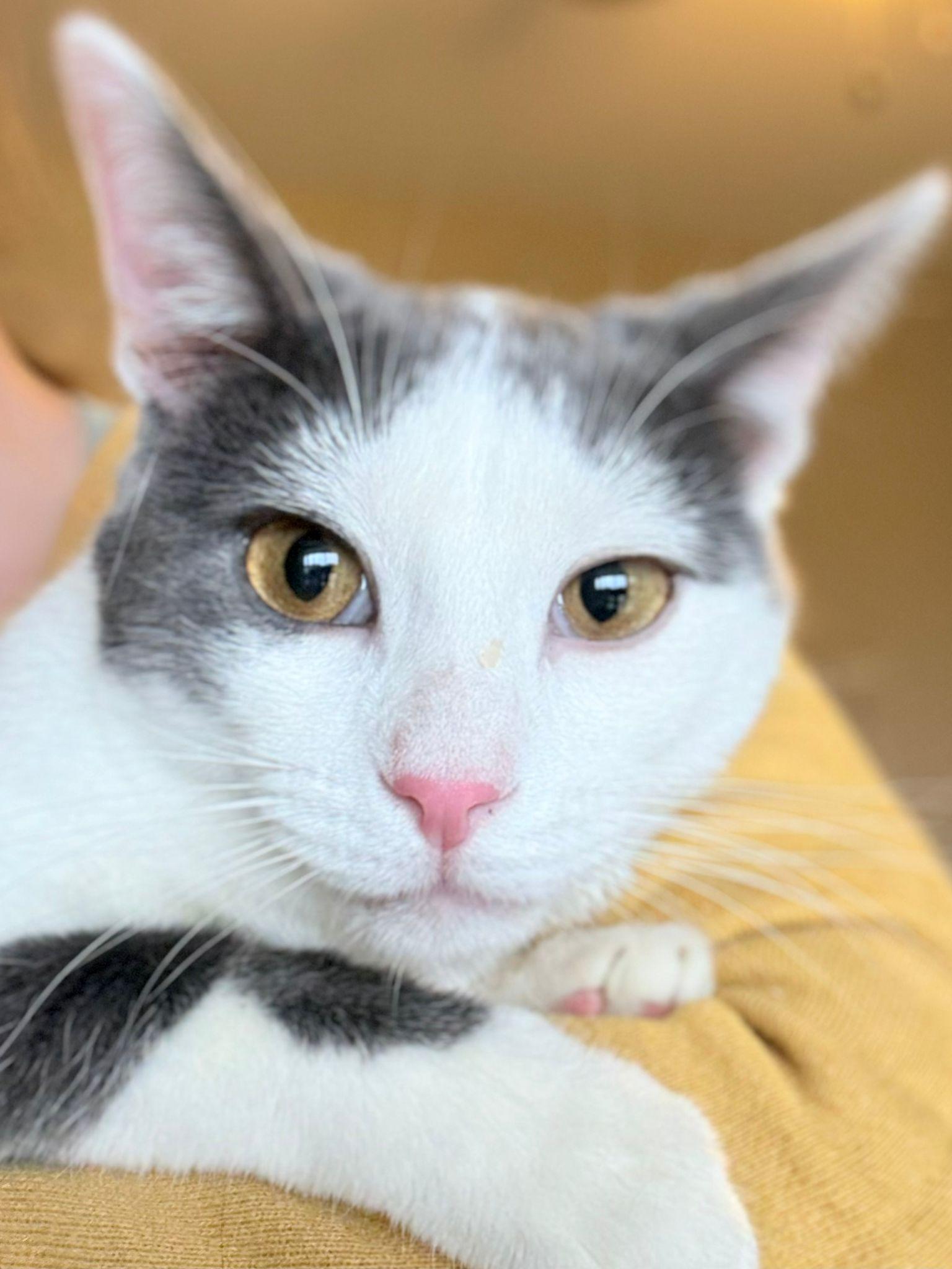 Enlarge Mr. Golly, a ADOPTABLE Domestic Short Hair in Richmond, KY image 6/6