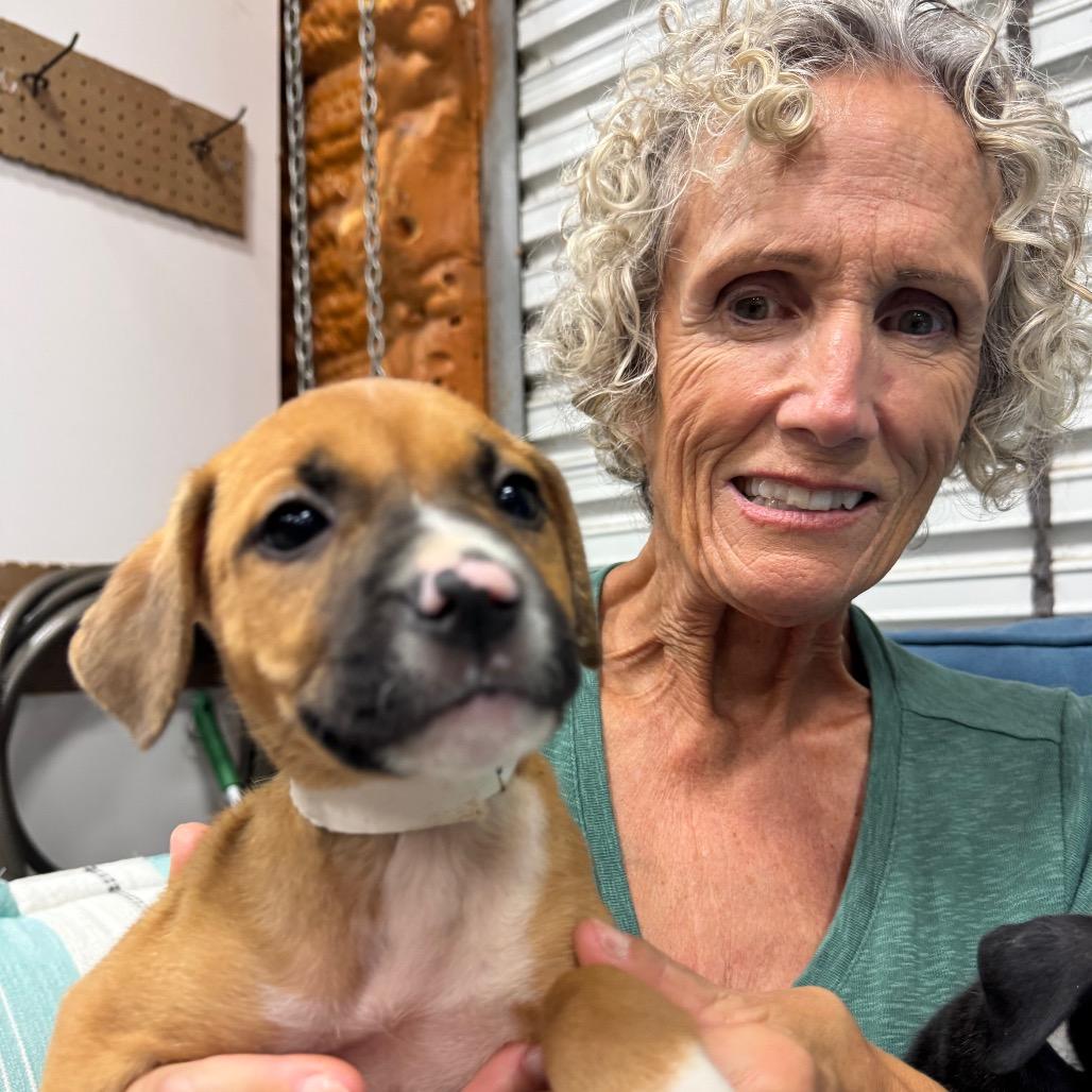 Enlarge QUEENIE (689), a Adoptable mixed breed in Indiantown, FL image 2/5