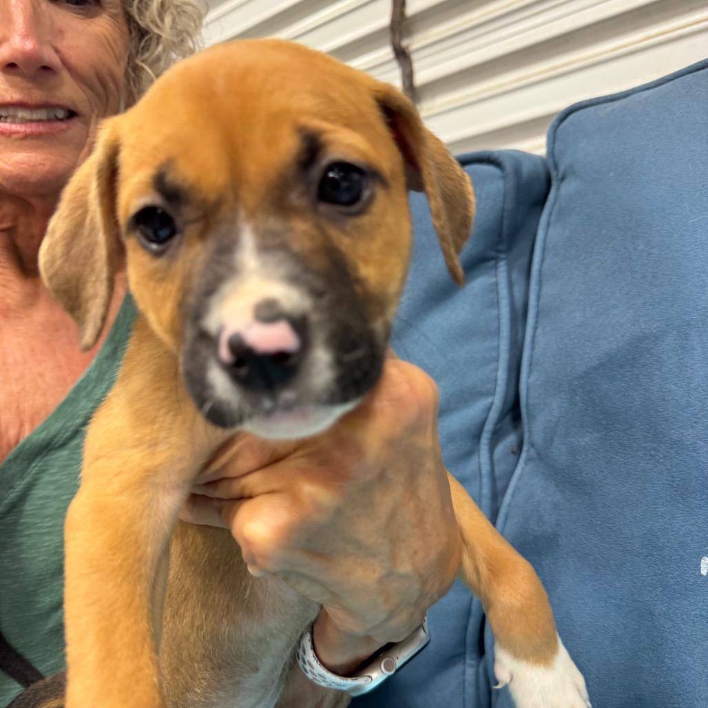 QUEENIE (689), Adoptable, Puppy Female Pit Bull Terrier & Hound.