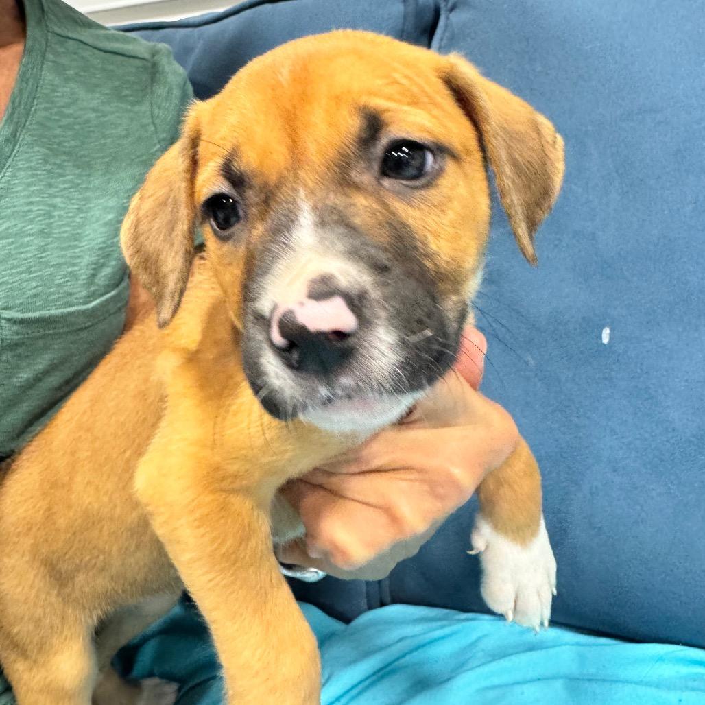 Enlarge QUEENIE (689), a Adoptable mixed breed in Indiantown, FL image 3/5