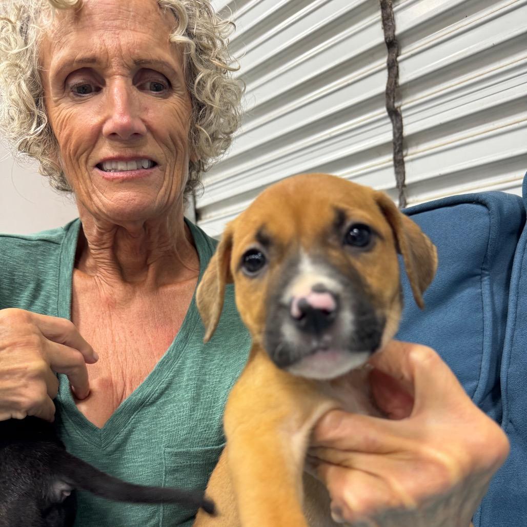 Enlarge QUEENIE (689), a Adoptable mixed breed in Indiantown, FL image 4/5