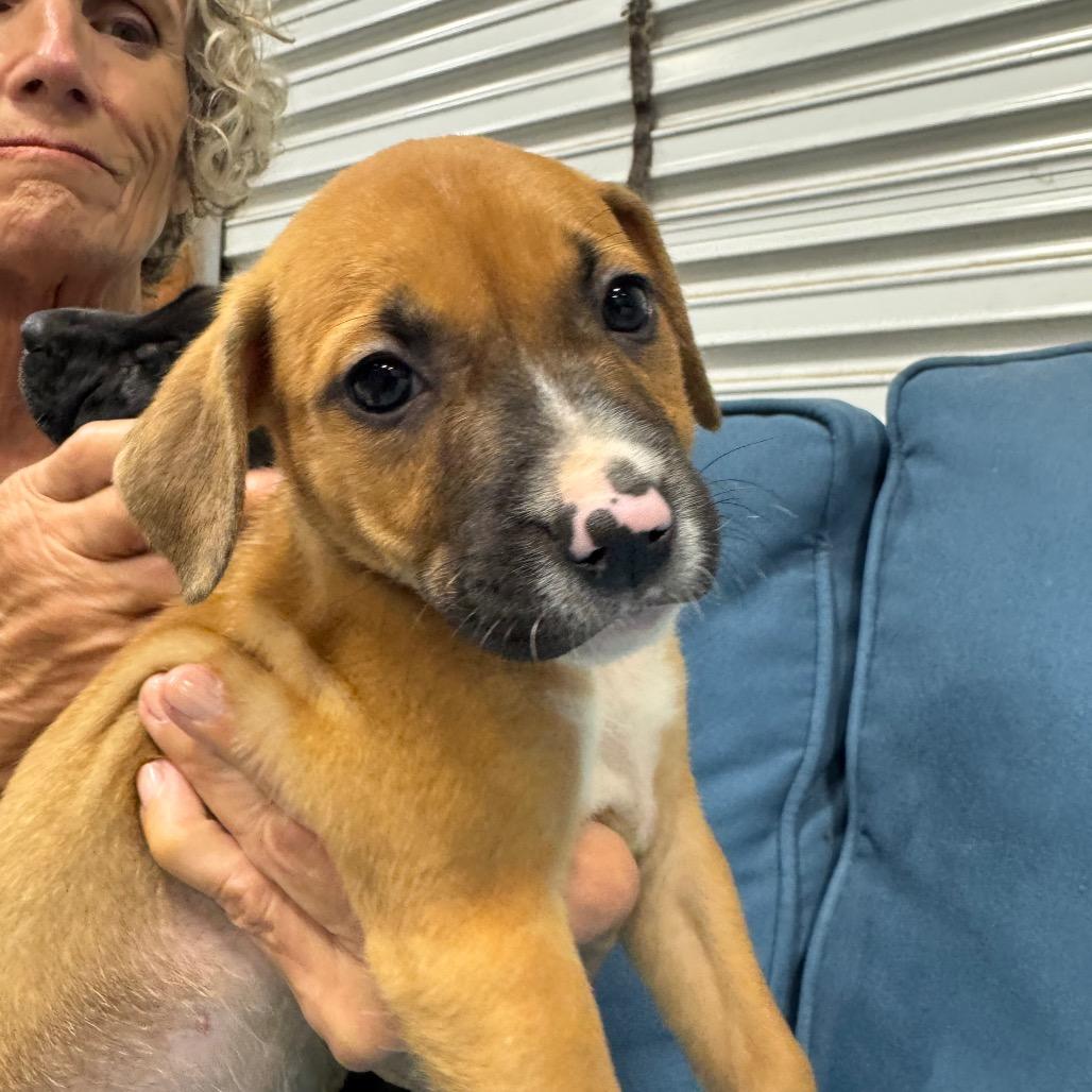 Enlarge QUEENIE (689), a Adoptable mixed breed in Indiantown, FL image 5/5