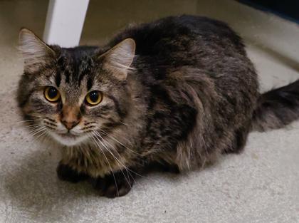 Enlarge Indigo, a Adoptable mixed breed in Baraboo, WI image 1/3