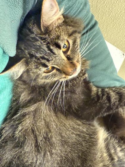 Enlarge Indigo, a Adoptable mixed breed in Baraboo, WI image 2/3