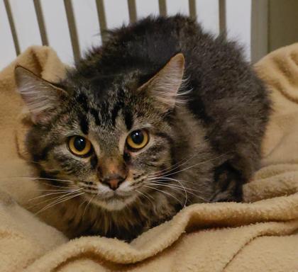 Enlarge Indigo, a Adoptable mixed breed in Baraboo, WI image 3/3