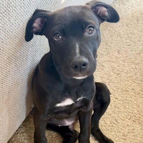 Enlarge Quaroon, a Adoptable Mixed Breed in Fredericksburg, VA image 1/5