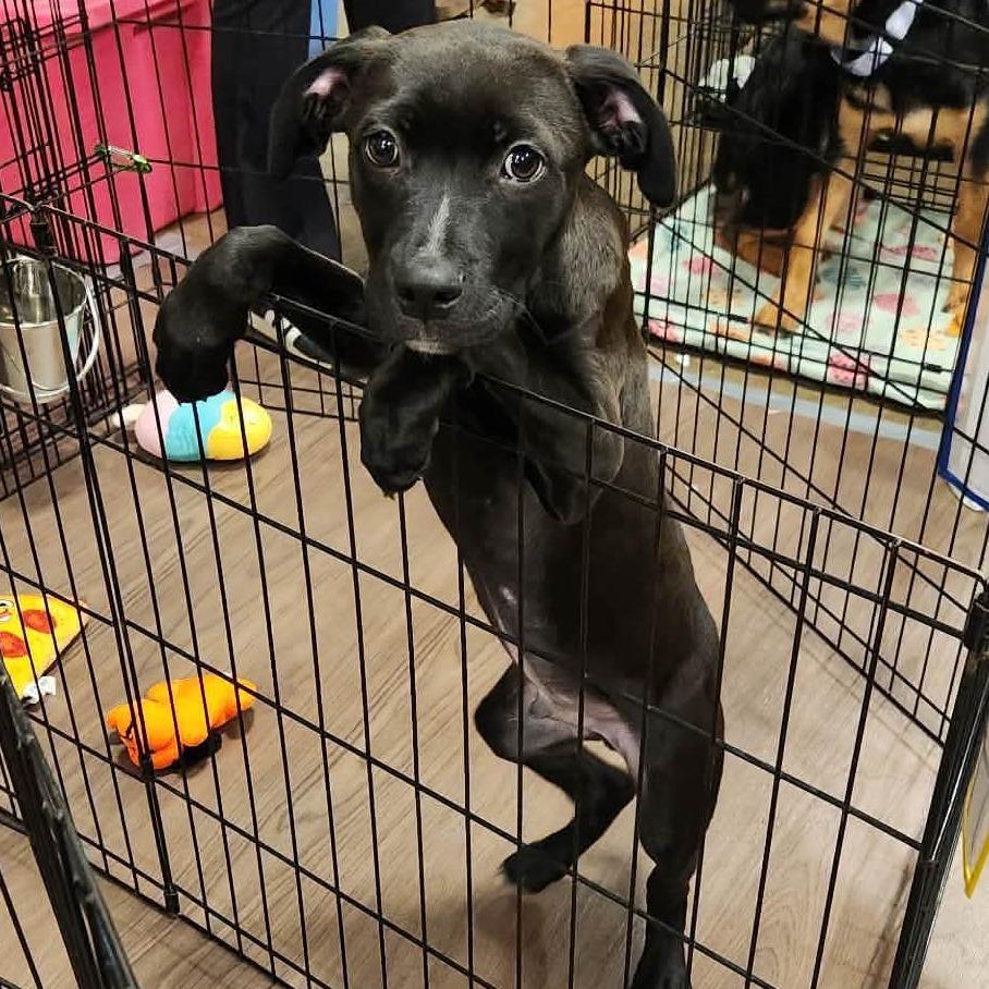 Enlarge Quaroon, a Adoptable Mixed Breed in Fredericksburg, VA image 3/5