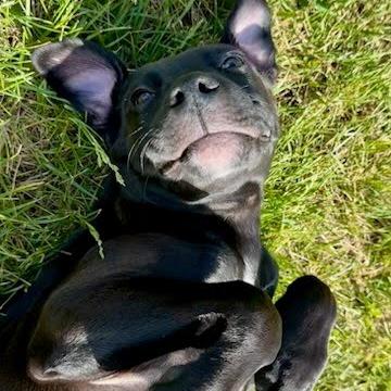 Enlarge Quaroon, a Adoptable Mixed Breed in Fredericksburg, VA image 4/5