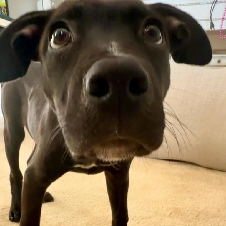 Enlarge Quaroon, a Adoptable Mixed Breed in Fredericksburg, VA image 5/5