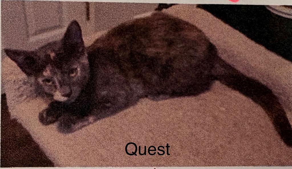 Enlarge Quest, a Adoptable Russian Blue in Heber City, UT image 1/1