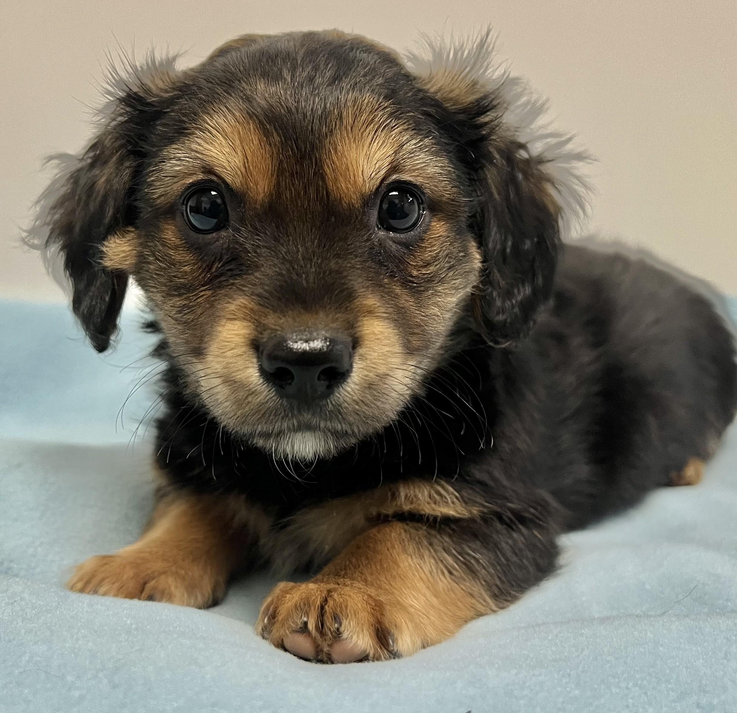 Enlarge ROCCO, an adopted mixed breed in Belmont, NY image 1/4