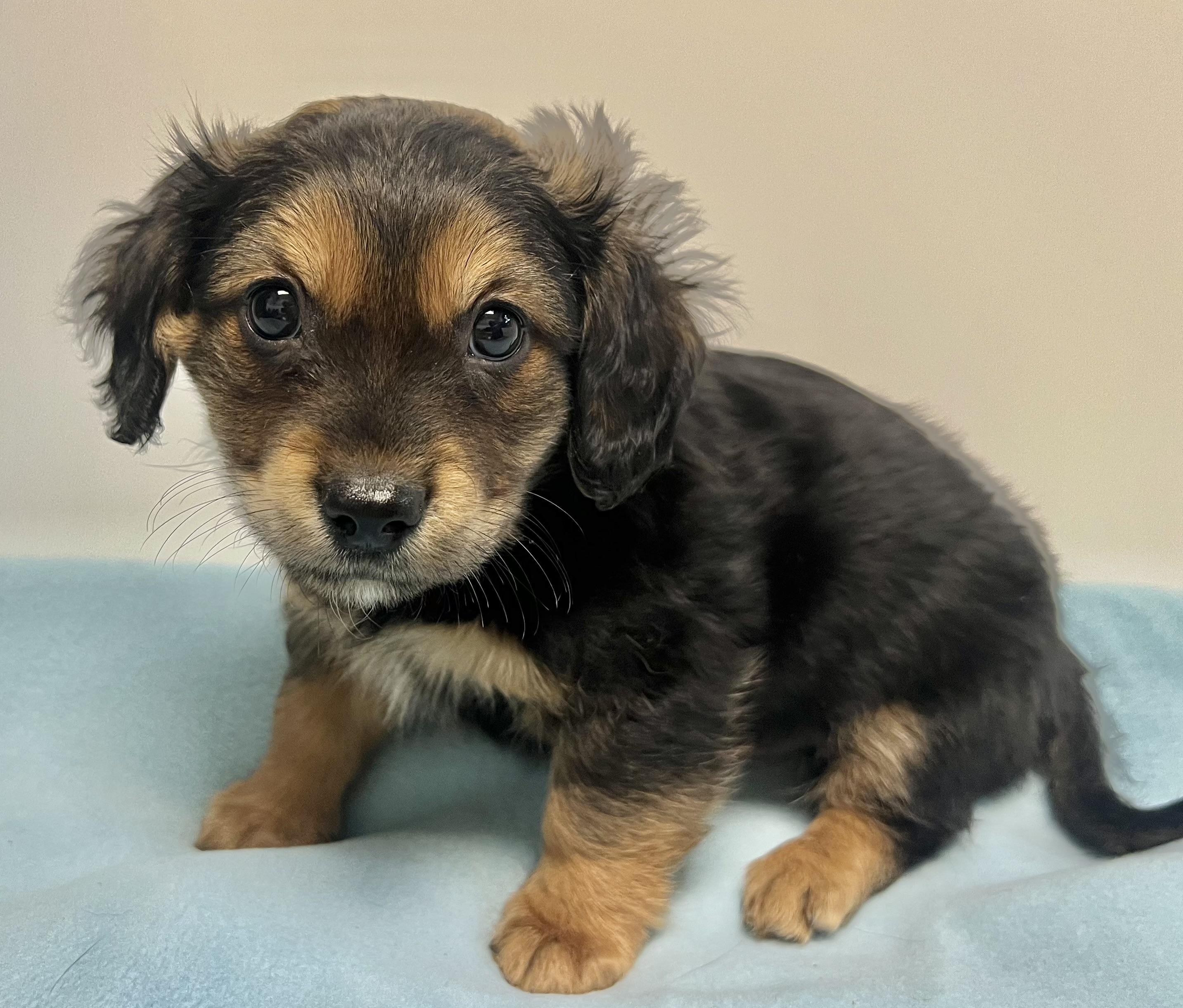 Enlarge ROCCO, an adopted mixed breed in Belmont, NY image 2/4
