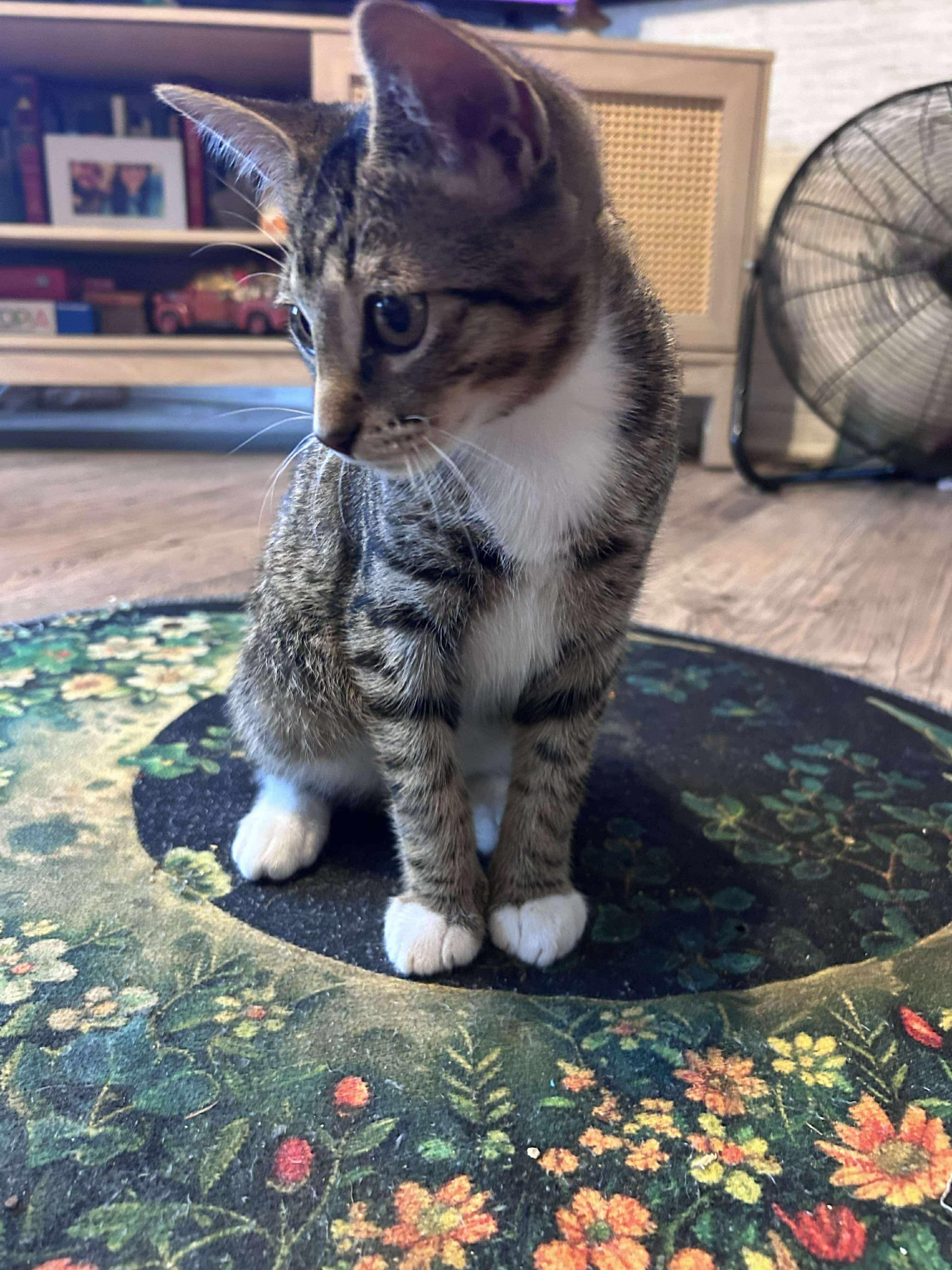 Enlarge Brady, a Adoptable mixed breed in Bellingham, WA image 4/6