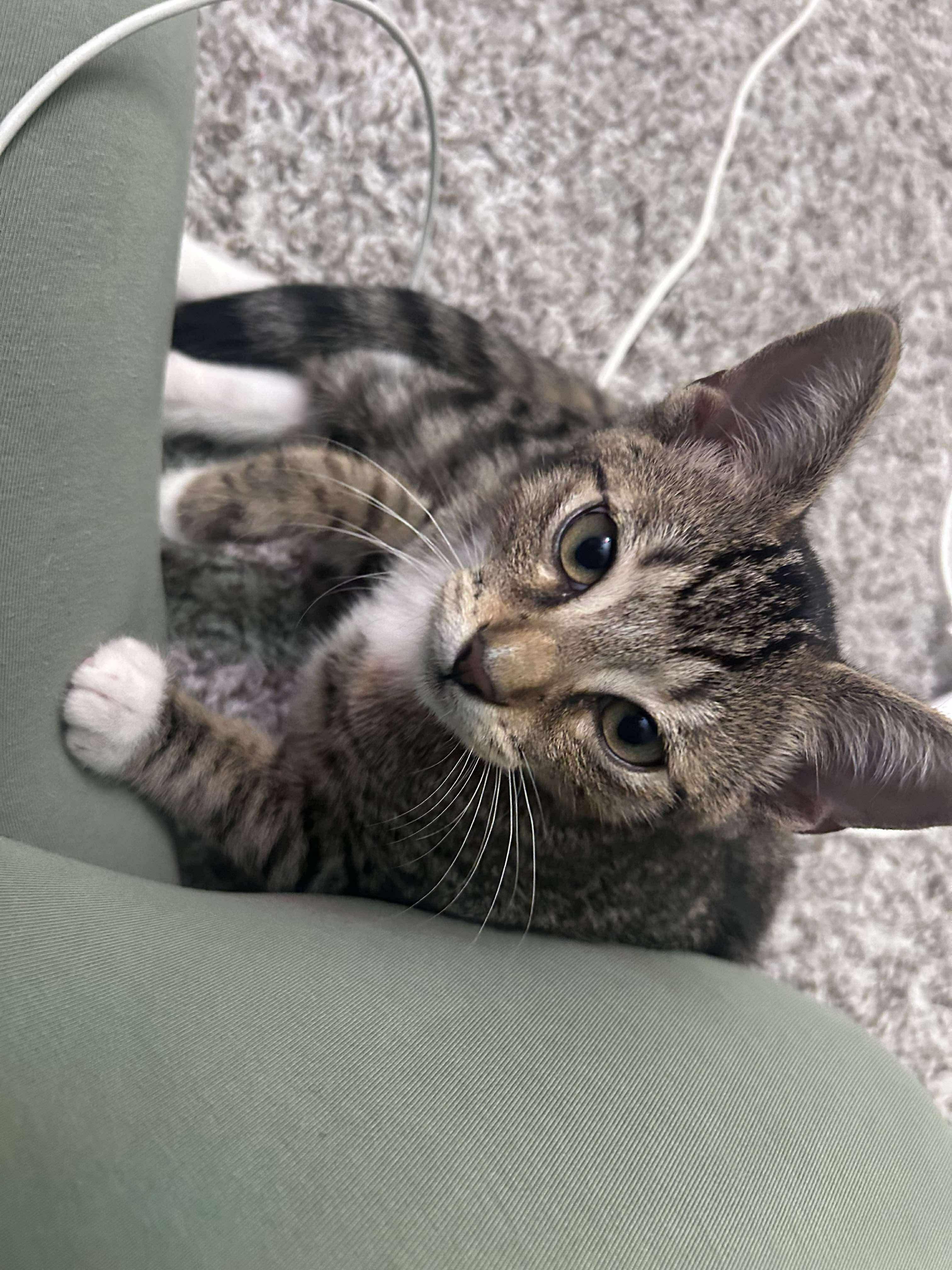 Enlarge Brady, a Adoptable mixed breed in Bellingham, WA image 5/6